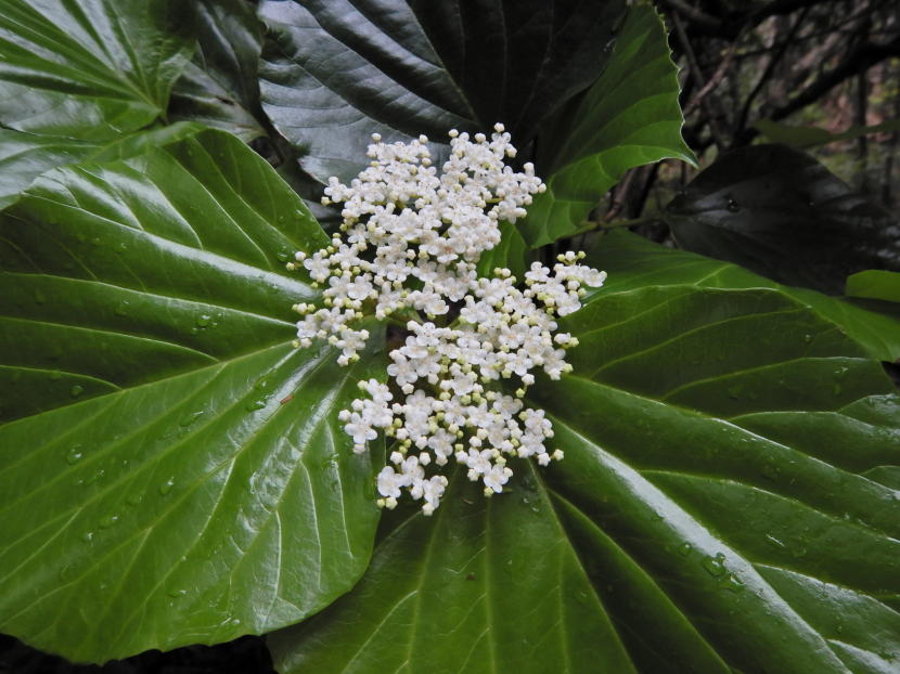 トキワガマズミの花 小笠原マルベリー