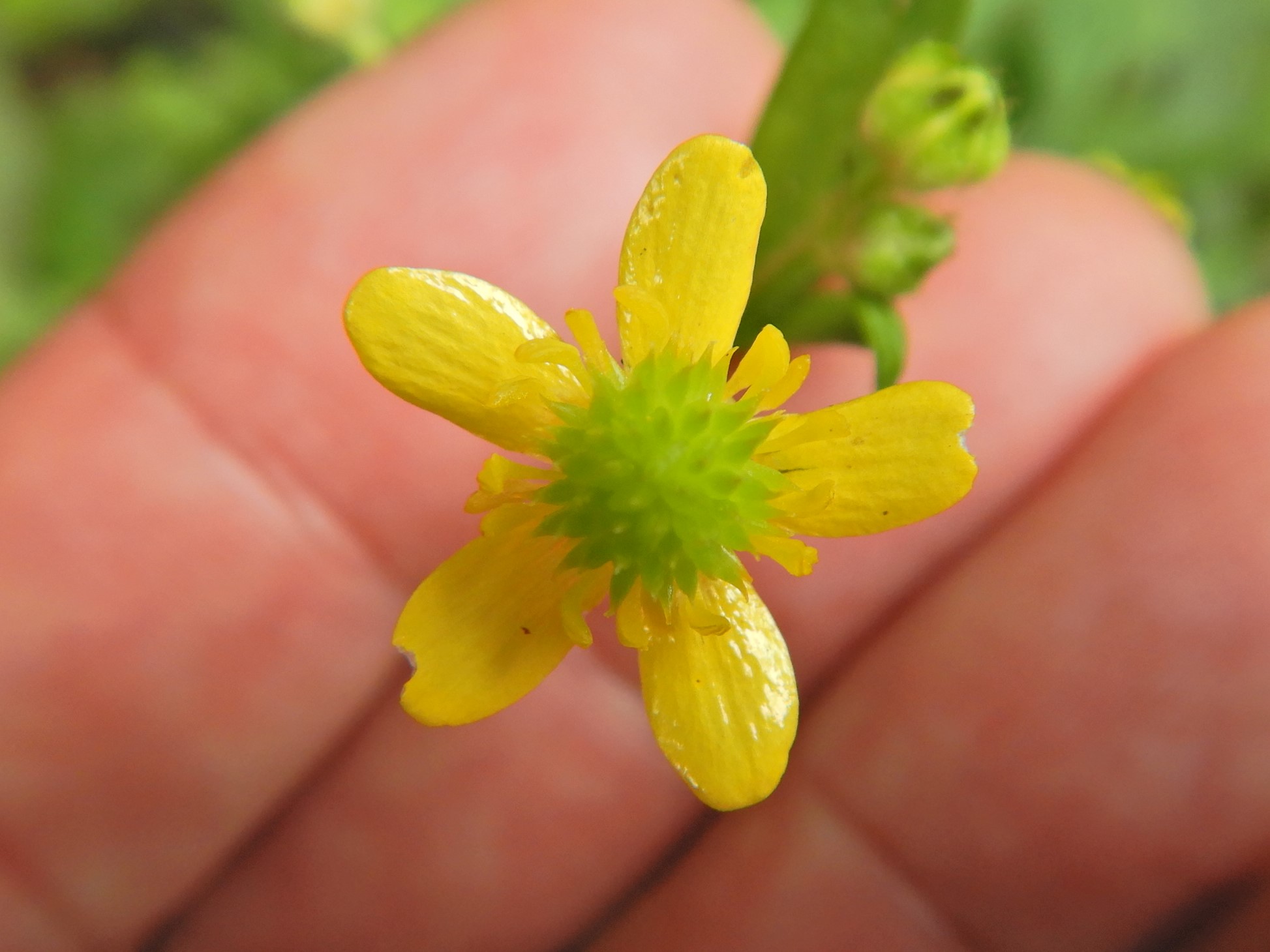 ケキツネノボタン花 小笠原マルベリー ケキツネノボタン花 小笠原マルベリー