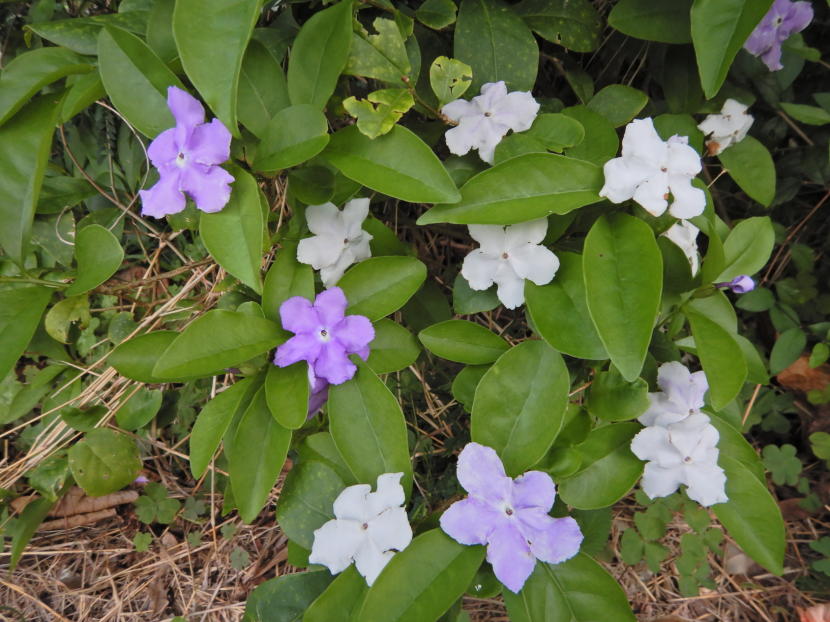 ニオイバンマツリ花 | 小笠原マルベリー