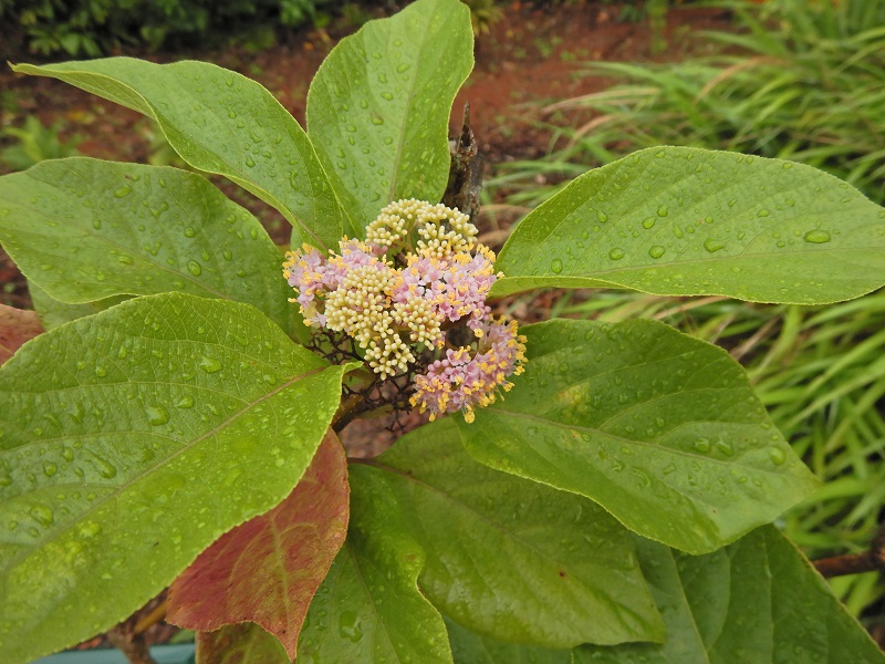 オオバシマムラサキ雄花 雄株の花 小笠原マルベリー