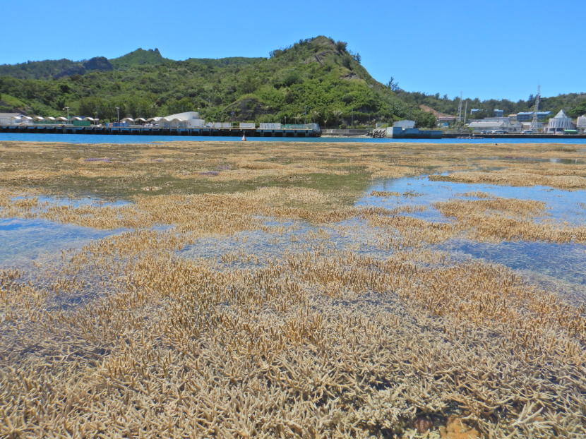 夏空に水面から露出した枝サンゴ | 小笠原マルベリー