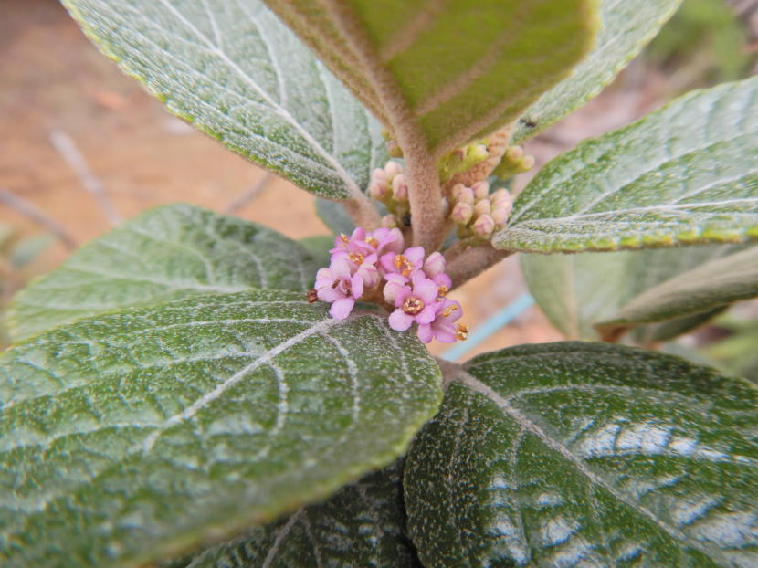 葉の裏が白いウラジロコムラサキ花 小笠原マルベリー 葉の裏が白いウラジロコムラサキ花 小笠原マルベリー