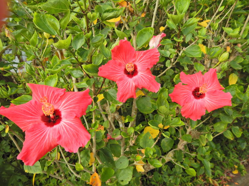 色鮮やかな花 ハイビスカス ブーゲンビレア ハナチョウジ 小笠原マルベリー