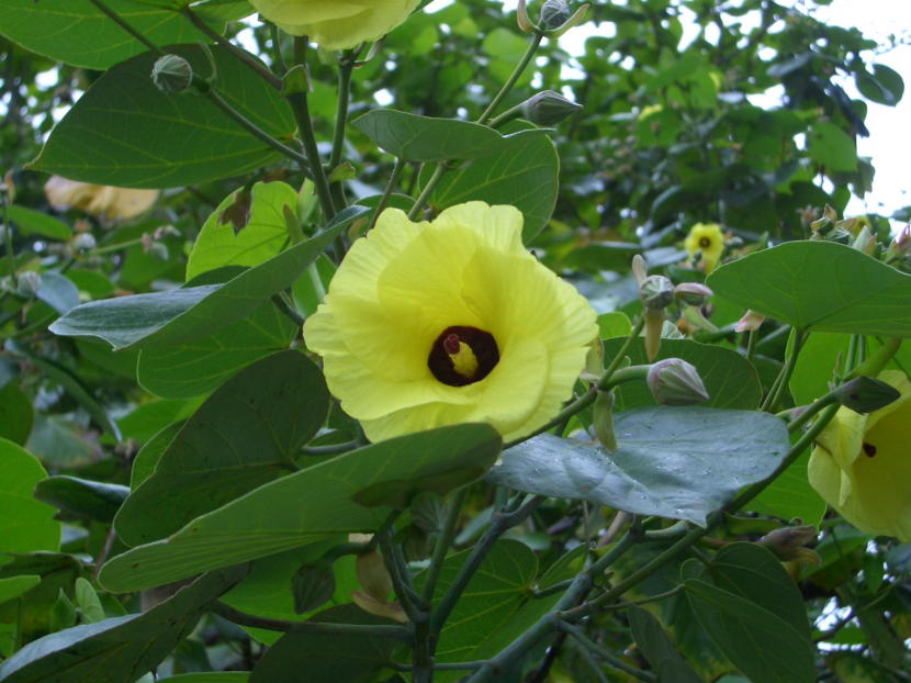 夜明・湾岸道路一周での自生植物（6）オオハマボウ | 小笠原マルベリー