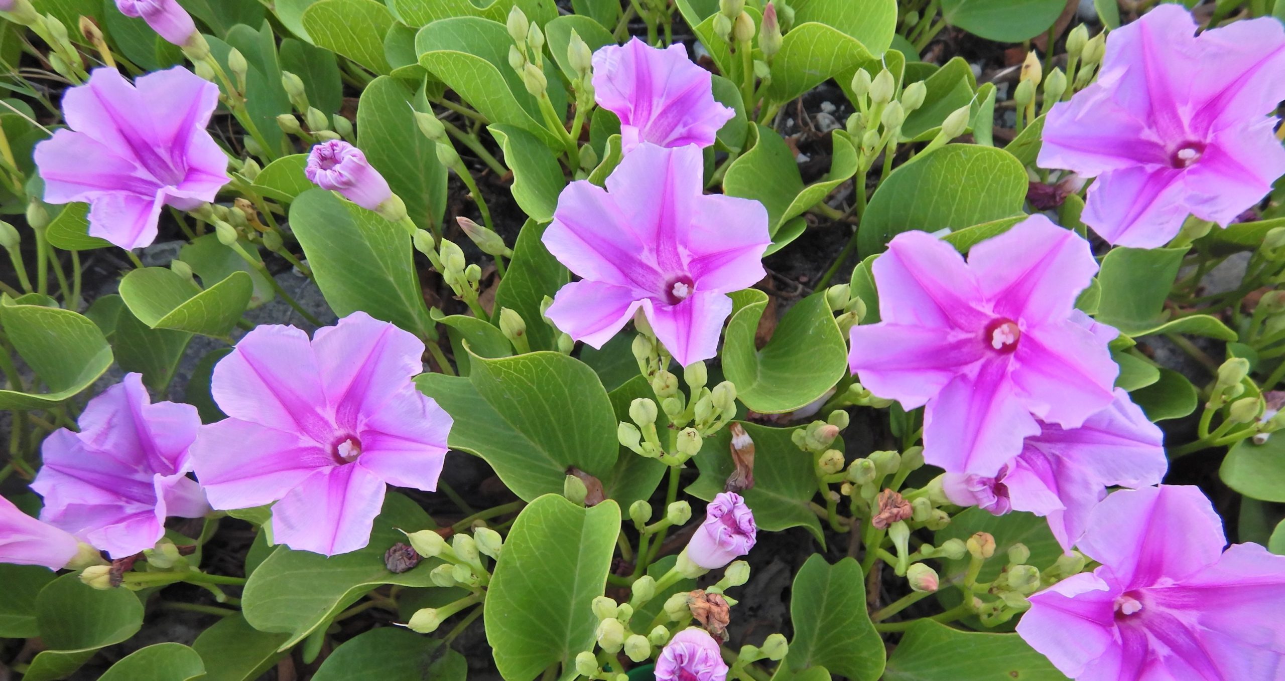 小笠原で見られるいくつかのヒルガオ科植物の花 小笠原マルベリー
