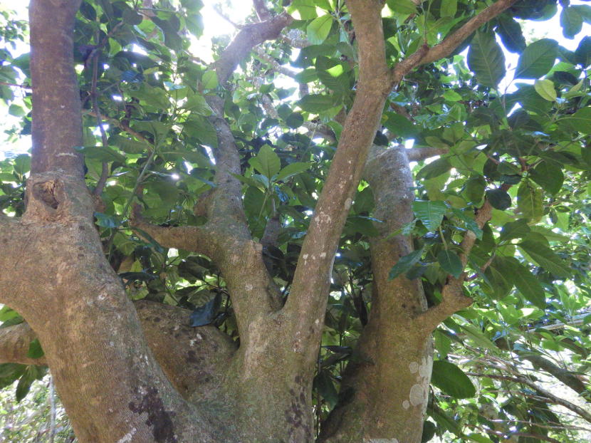 独活の大木 はウドのこと ウドノキことではない でも 小笠原マルベリー