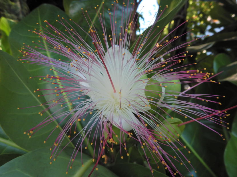 おしべが目立つゴバンノアシの花 小笠原マルベリー