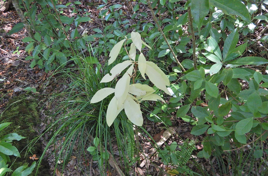 けなげにたくましく 葉緑素の少ないモクタチバナの葉 小笠原マルベリー