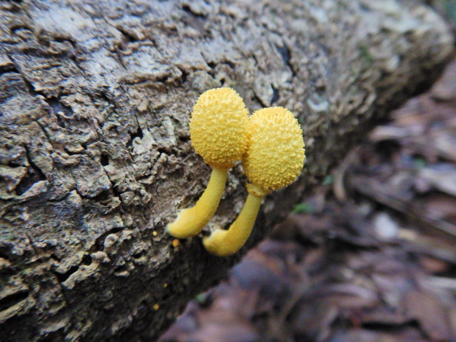 キノコkoki Amazon | Kokiya 8分割きのこ模型 託児所向け装飾フィギュア