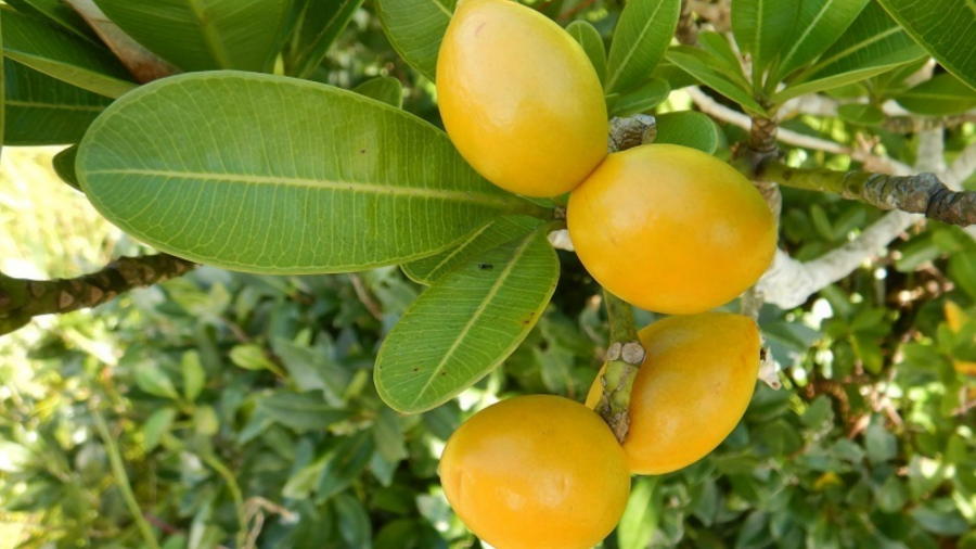 自生種で大きな果実の樹木（2001年投稿・再編集版） | 小笠原マルベリー