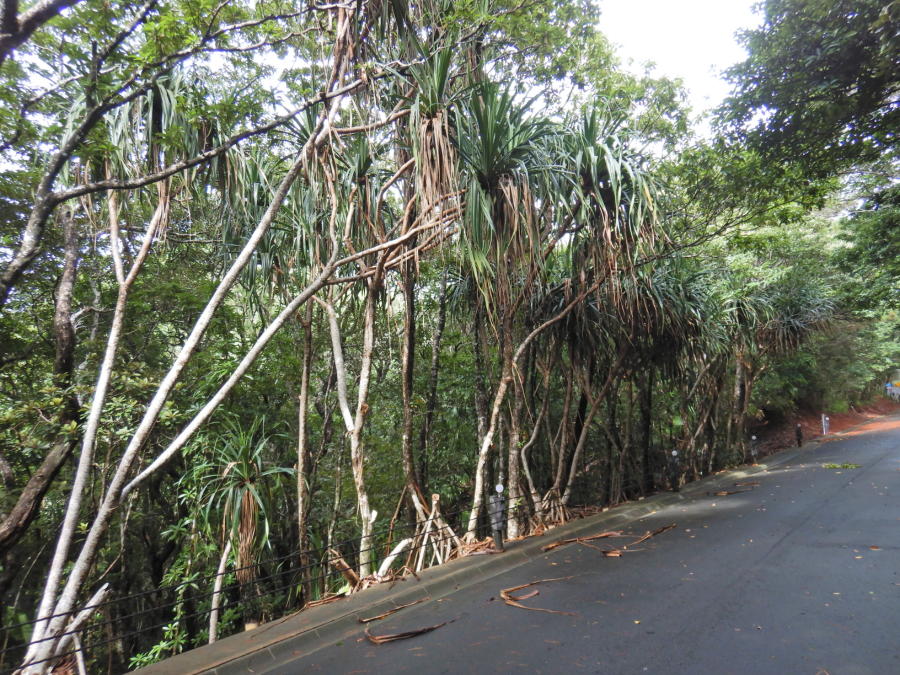 夜明・湾岸道路での自生植物（18）タコノキ | 小笠原マルベリー