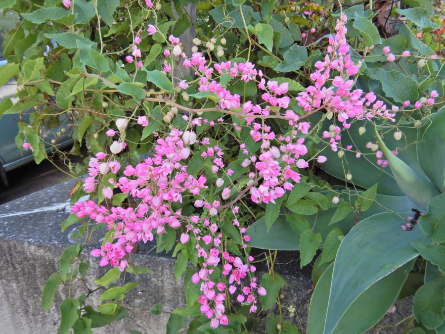 ピンク色が目立つアサヒカズラの花 小笠原マルベリー