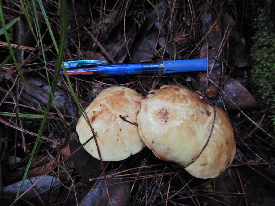 表面が粘着性でヌルヌルしたチチアワタケ 小笠原マルベリー 表面が粘着性でヌルヌルしたチチアワタケ 小笠原マルベリー