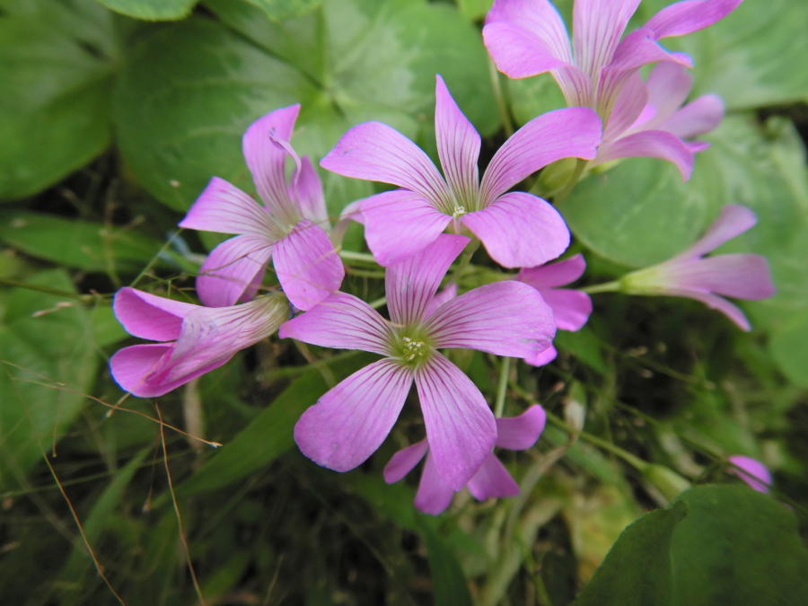ピンク色の花が映えるムラサキカタバミ 小笠原マルベリー