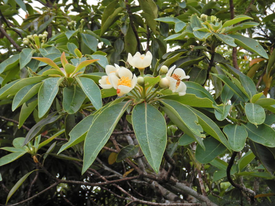 ヒメツバキが花期を迎えつつ（'21/5月中旬） | 小笠原マルベリー
