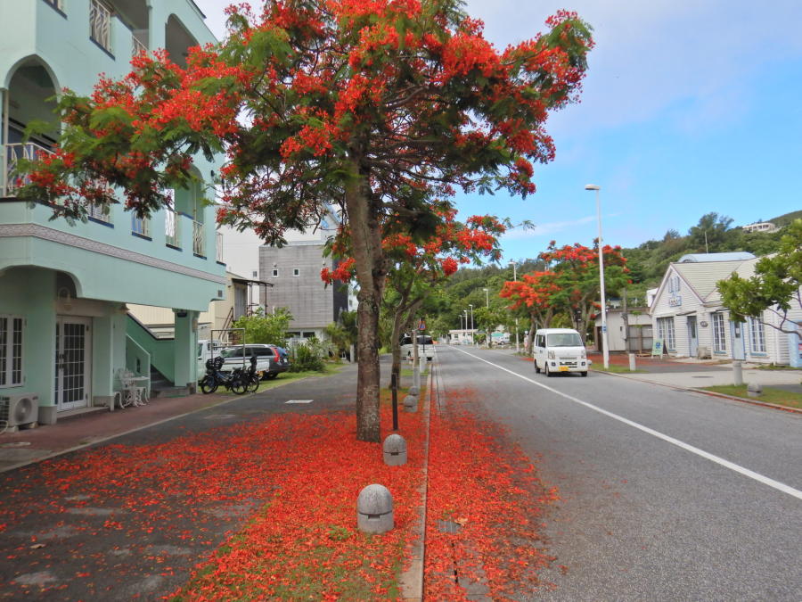 街路樹のホウオウボクが花盛り（'21/6月初旬） | 小笠原マルベリー