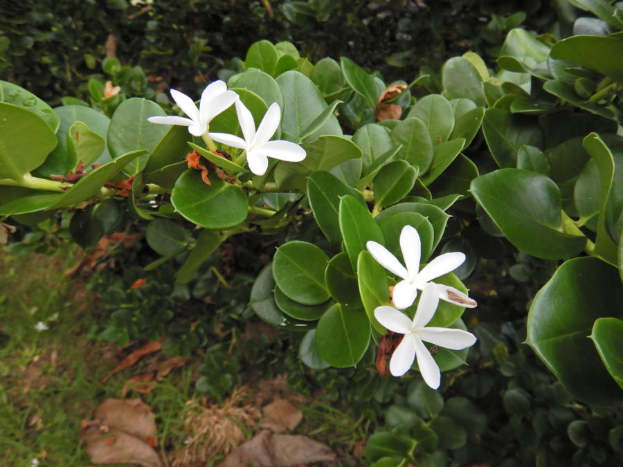 白花・芳香のオオバナカリッサ花 | 小笠原マルベリー