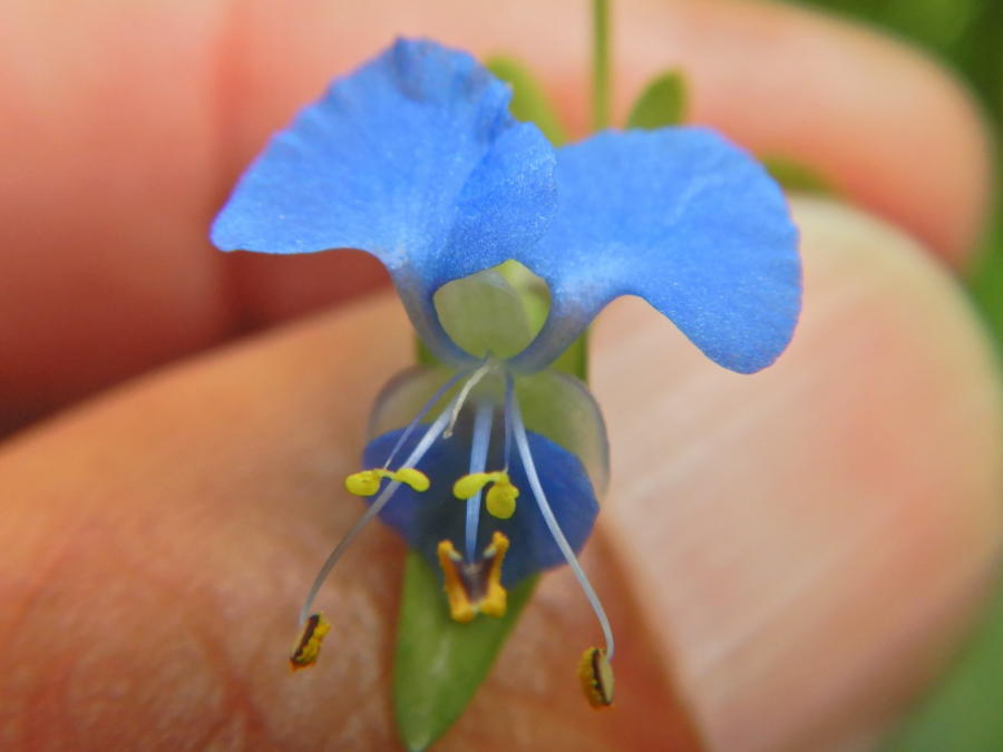 ツユクサ 水辺に生えているシマツユクサは一日花 | 小笠原マルベリー