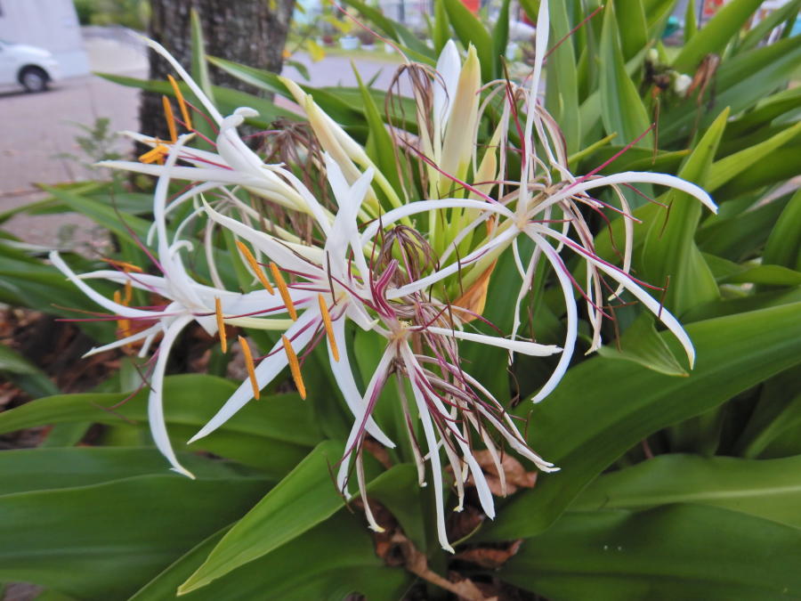 斑入り ハマユウ 株１本 (大型種) 白花 小売業者