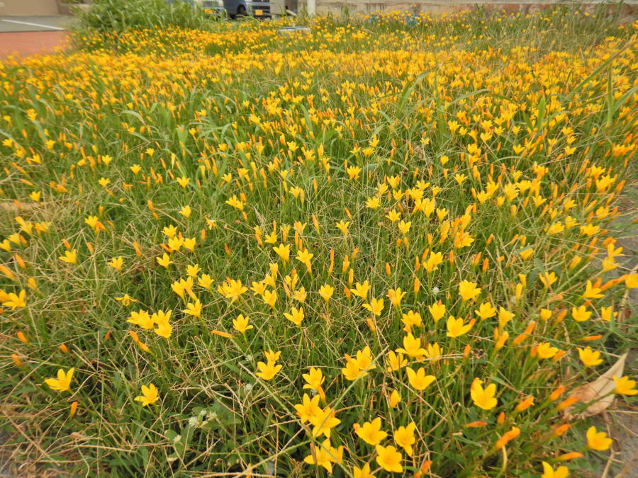 集落はキバナサフランモドキの黄花だらけ（'21/10月初旬） | 小笠原