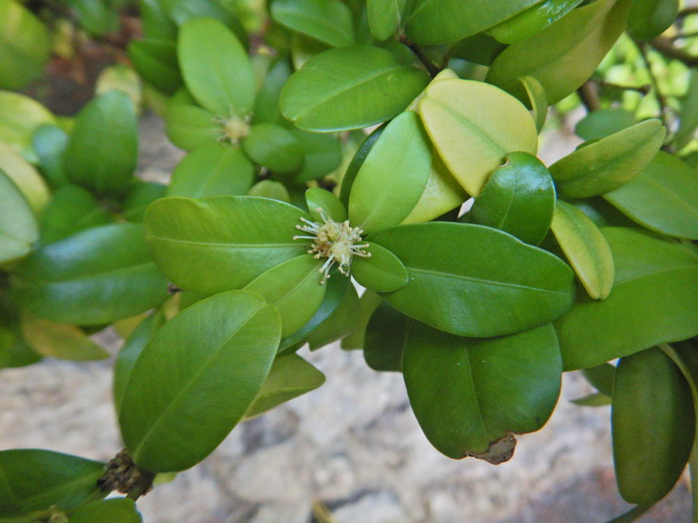 沖縄産　台湾ツゲ 植栽個体のオキナワツゲ | 小笠原マルベリー