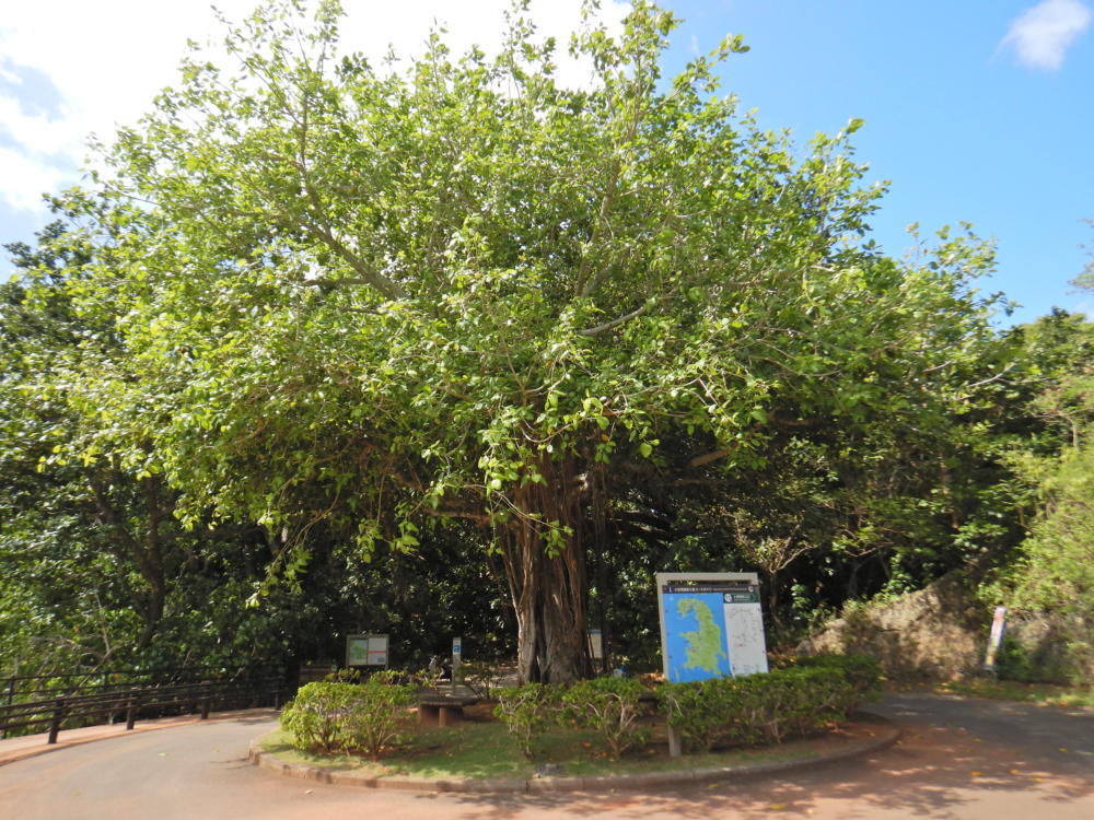 亜熱帯の樹木　ガジュマル　奄美大島産　⑤　小葉タイプ　接木 亜熱帯の樹木 ガジュマル 奄美大島産 ⑤ 小葉タイプ 接木 - メルカリ