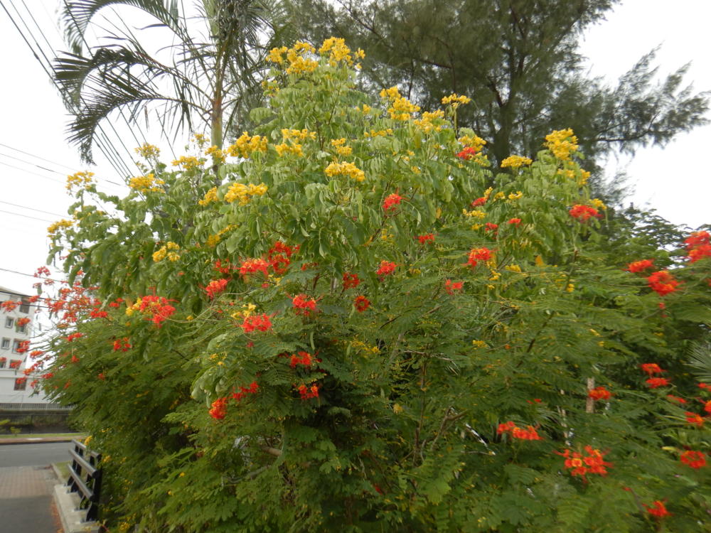 オウコチョウ 赤花 とモクセンナ 黄花 の目立つ花 小笠原マルベリー