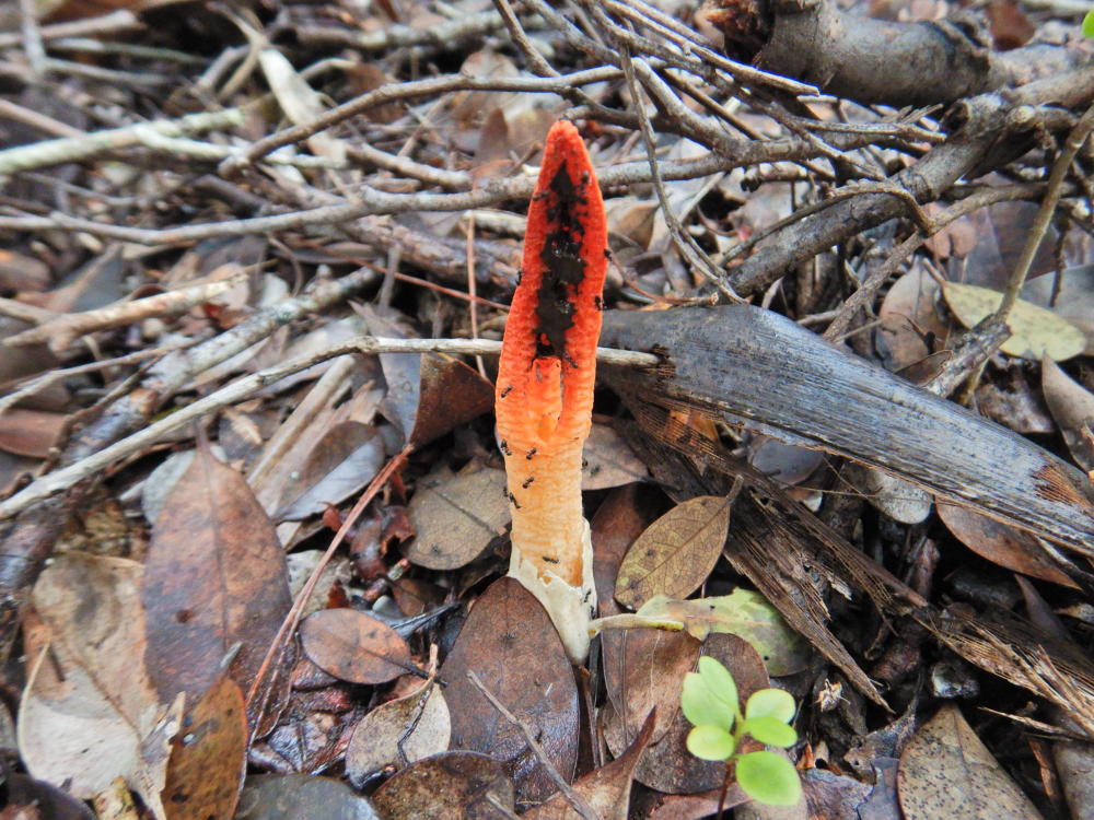 腐敗臭で虫を寄せるサンコタケ | 小笠原マルベリー