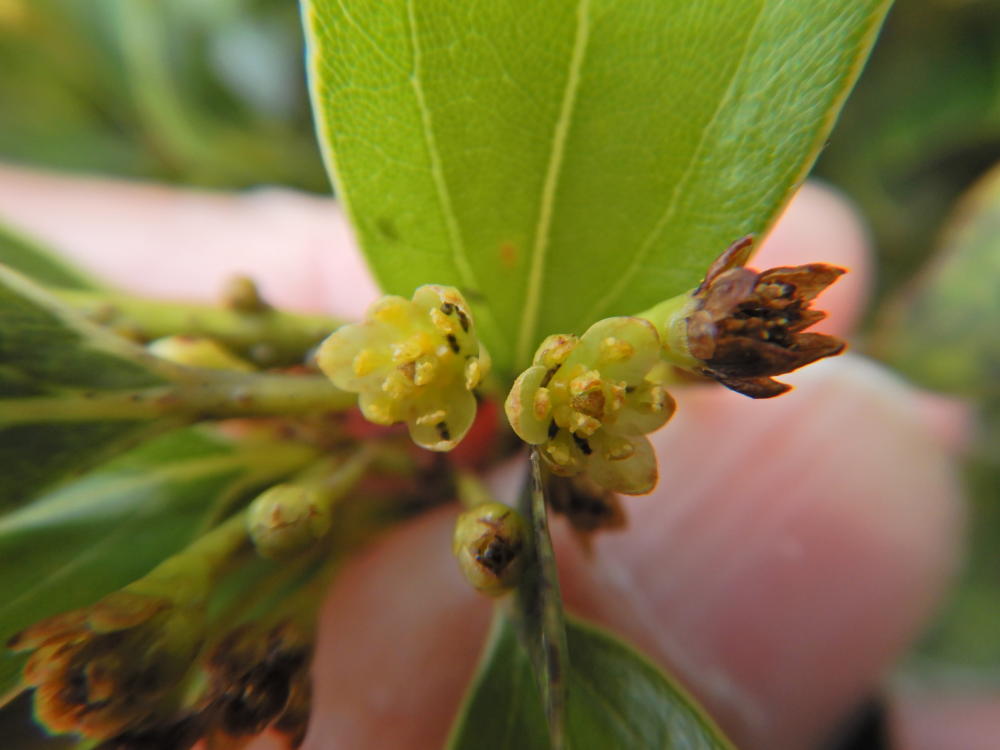 夜明・湾岸道路での自生植物（59）コヤブニッケイ | 小笠原マルベリー