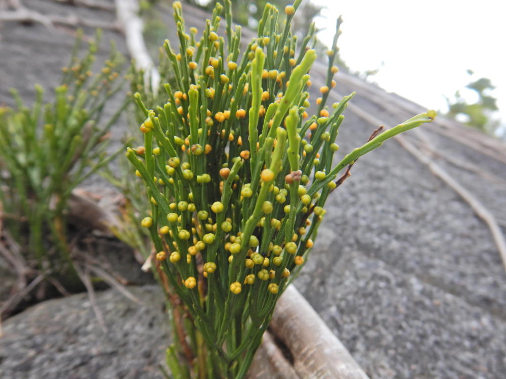 夜明・湾岸道路での自生植物（61）マツバラン 小笠原マルベリー 