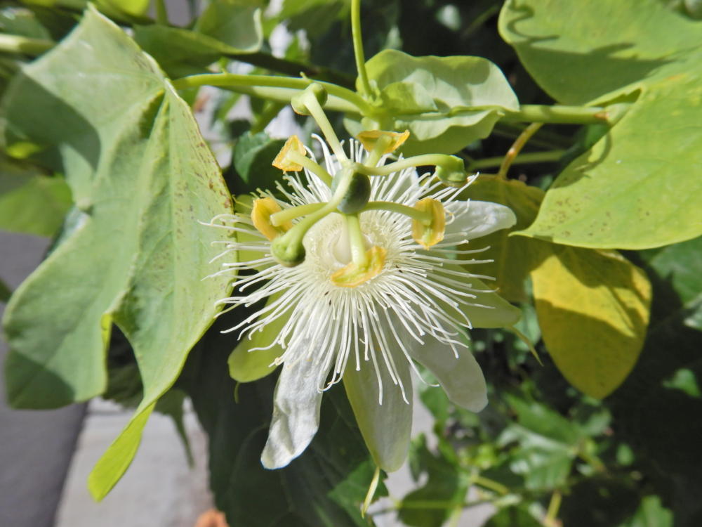シロバナトケイソウの花 22 2月下旬 小笠原マルベリー