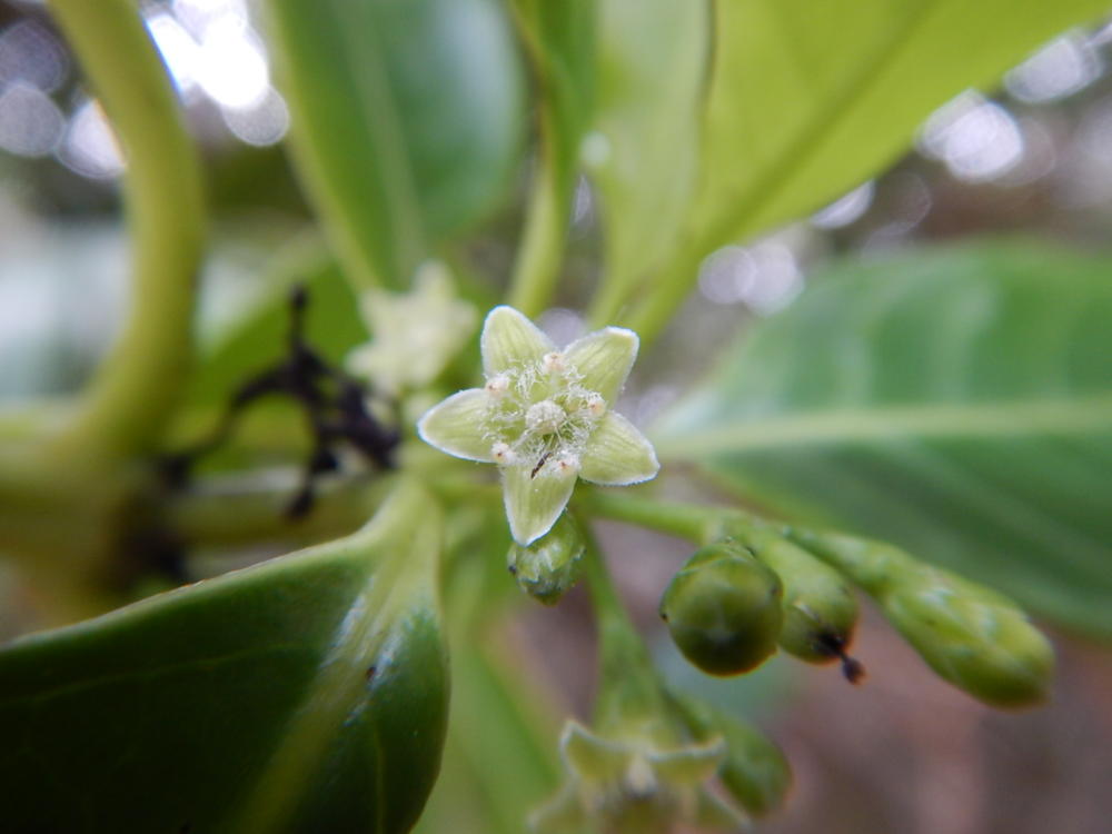 夜明・湾岸道路一周での自生植物（65）オガサワラモクレイシ | 小笠原