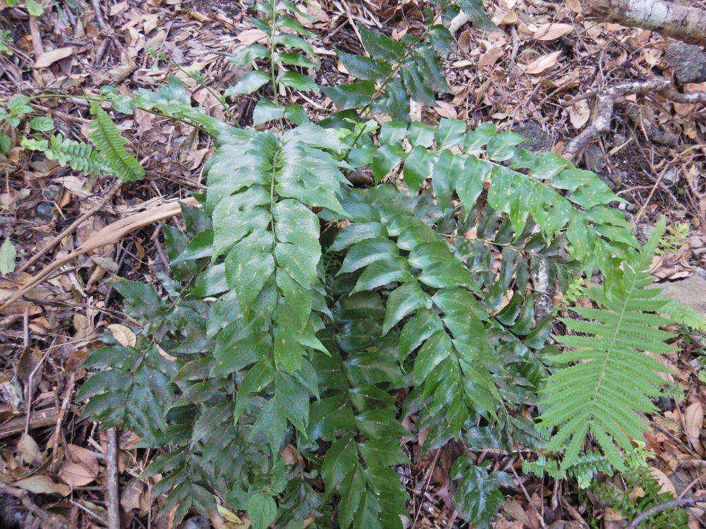 夜明・湾岸道路での自生植物（63）オニヤブソテツ | 小笠原マルベリー