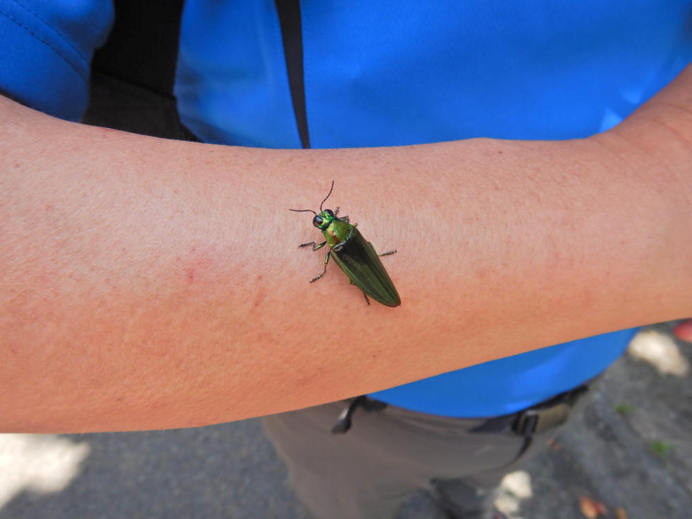 天然記念物・オガサワラタマムシが腕にとまる | 小笠原マルベリー