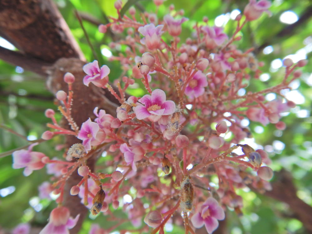 ゴレンシ（スターフルーツ）の花（'22/7月上旬） | 小笠原マルベリー