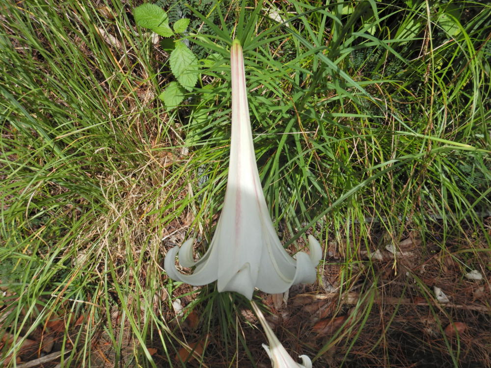 ☆レアカラー☆赤地にターコイズグリーンの百合の花と流水柄の