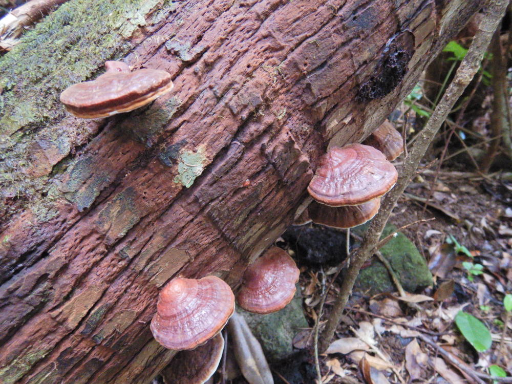 オガサワラビロウの枯れ木専門のシママンネンタケ | 小笠原マルベリー