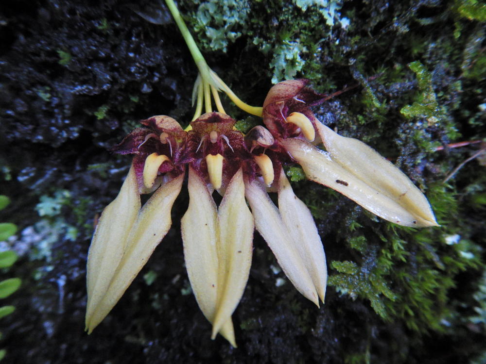 オガサワラシコウランの花は側萼片2が目立つ | 小笠原マルベリー