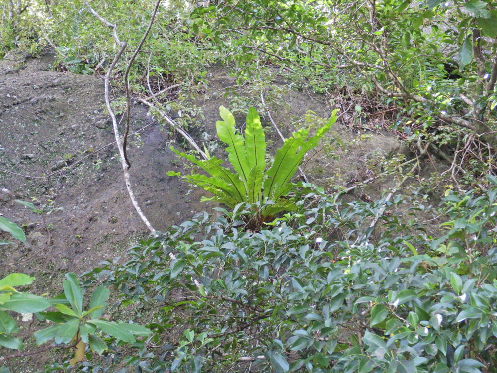 夜明・湾岸道路一周での自生植物（71）ヤエヤマオオタニワタリ