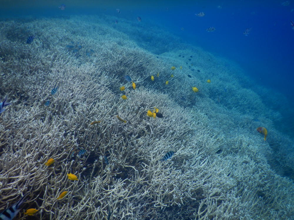 ガイドの前後に見る水中風景・・製氷海岸 | 小笠原マルベリー