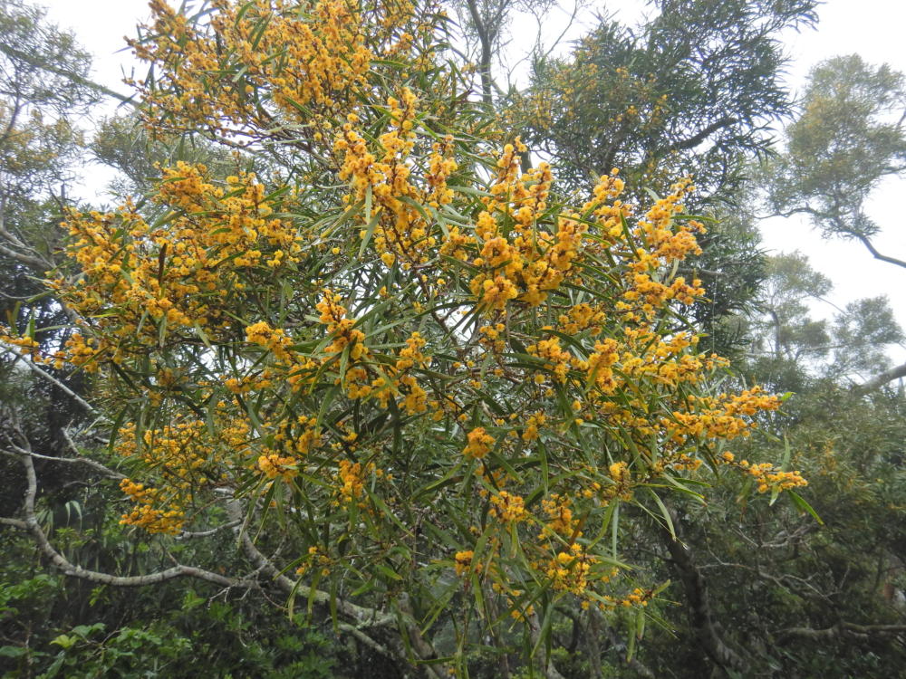 相思樹2本(100g) ソウシジュ 乾燥木 アカシア acacia セージ 眩しい