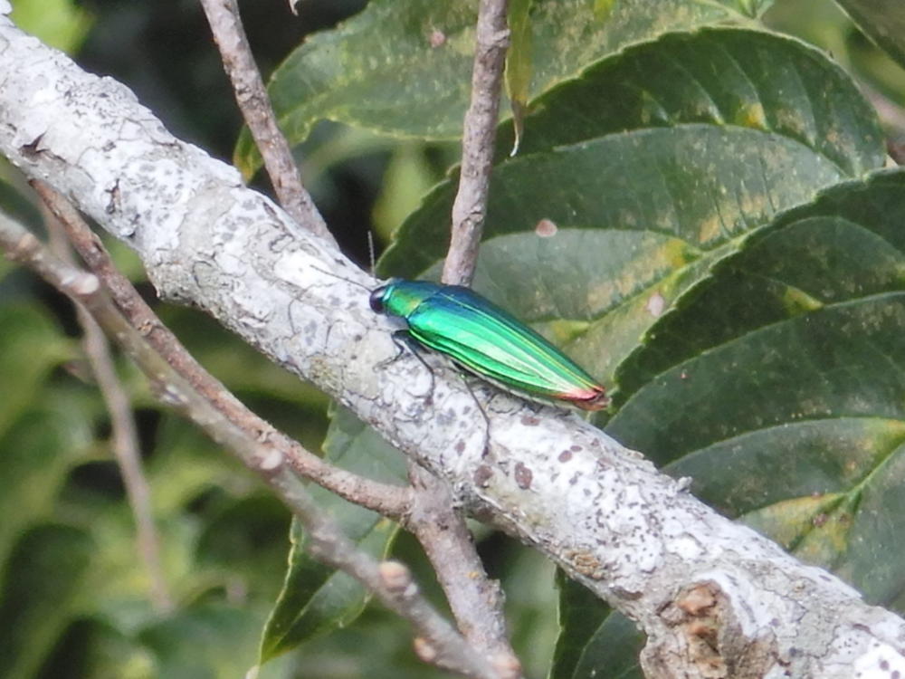 オガサワラタマムシ成虫初確認（'23/6/14） | 小笠原マルベリー
