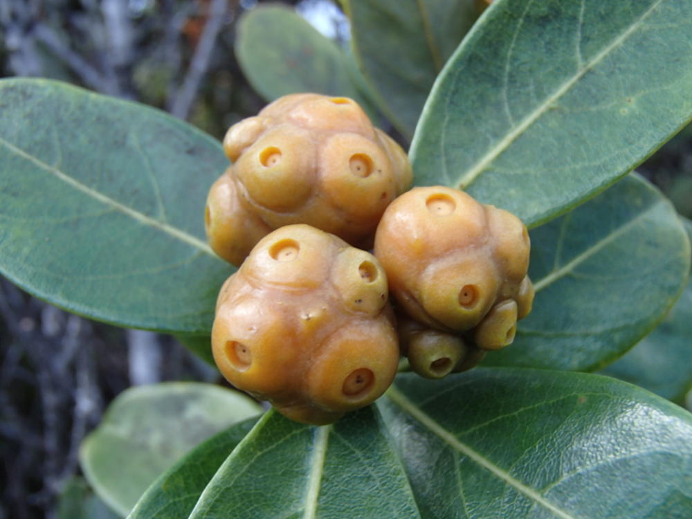 雄性両全性異株ムニンハナガサノキ | 小笠原マルベリー