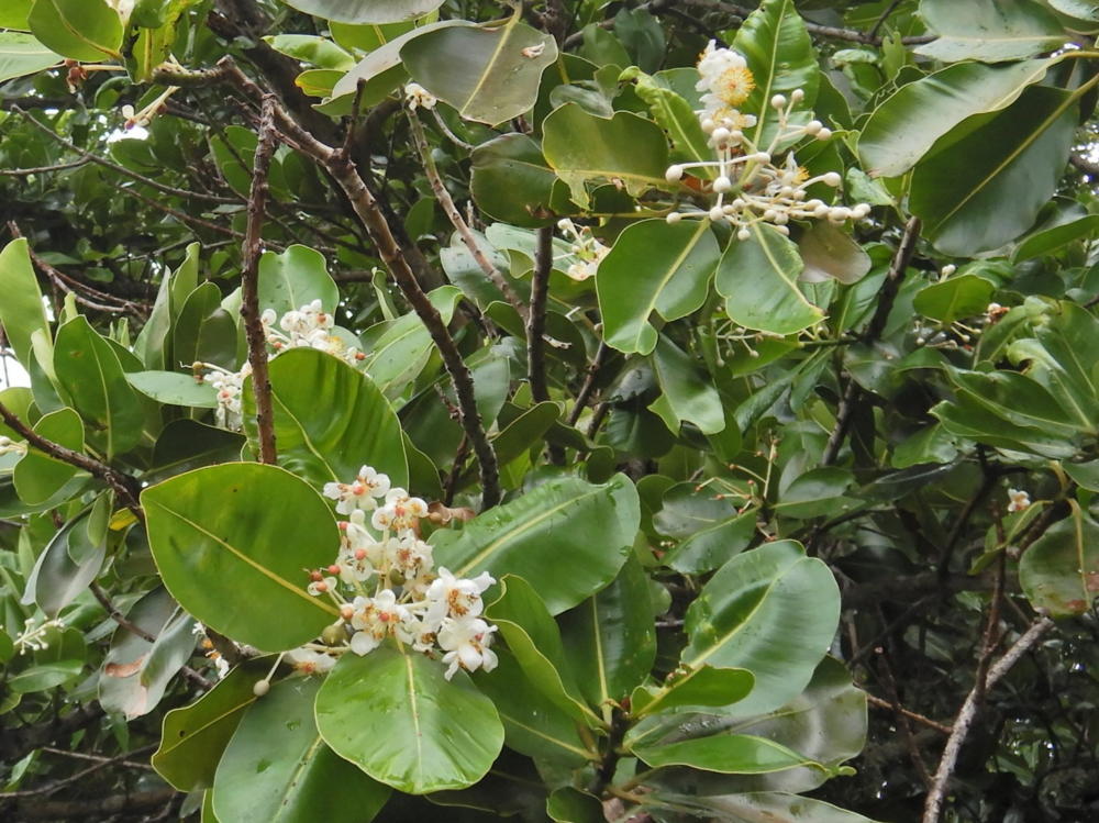 テリハボク（タマナ）、モモタマナが開花中（'23/6月初旬） | 小笠原