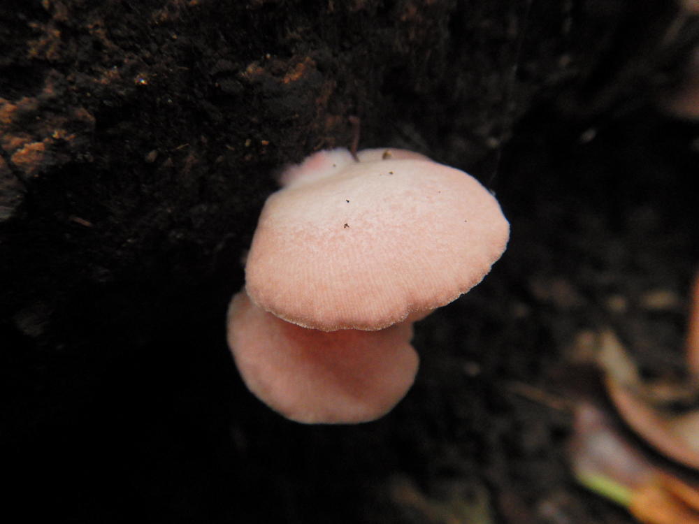 ピンク色のきのこ、トキイロヒラタケ？ | 小笠原マルベリー