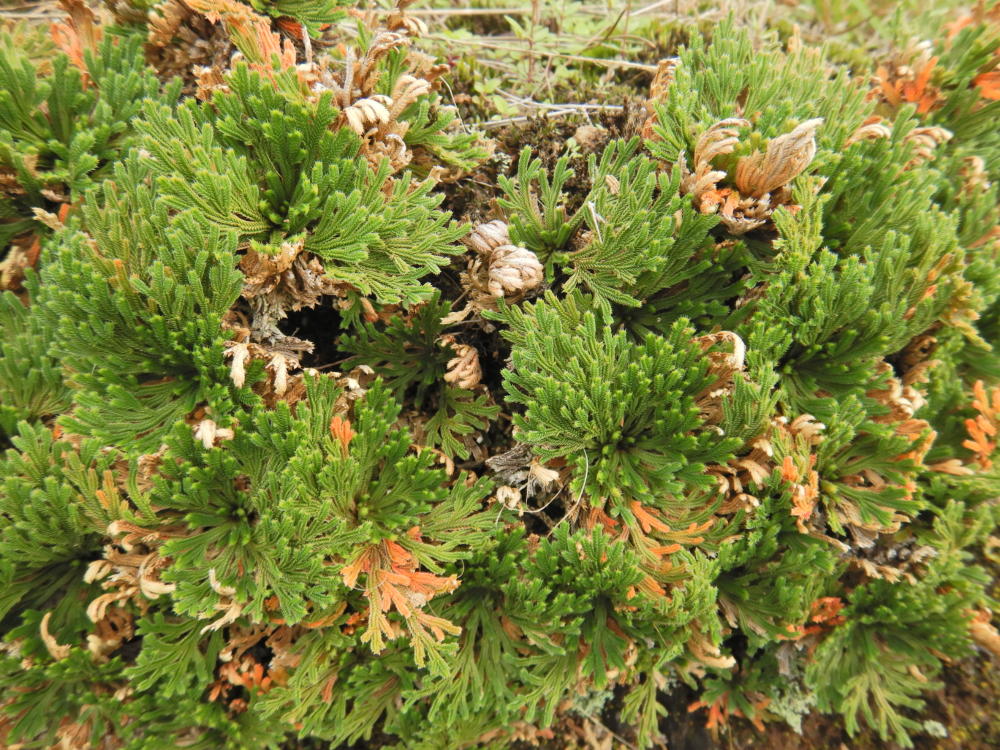 岩ヒバ　　50年以上経っています。 まっちー 岩ヒバ 50年以上経っています。 まっちー 岩ヒバ 50年以上経っています