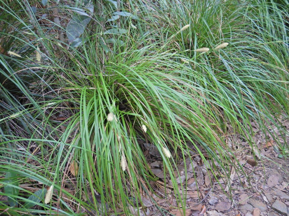 花期を迎えるヒゲスゲ（’23/1月初旬） 小笠原マルベリー