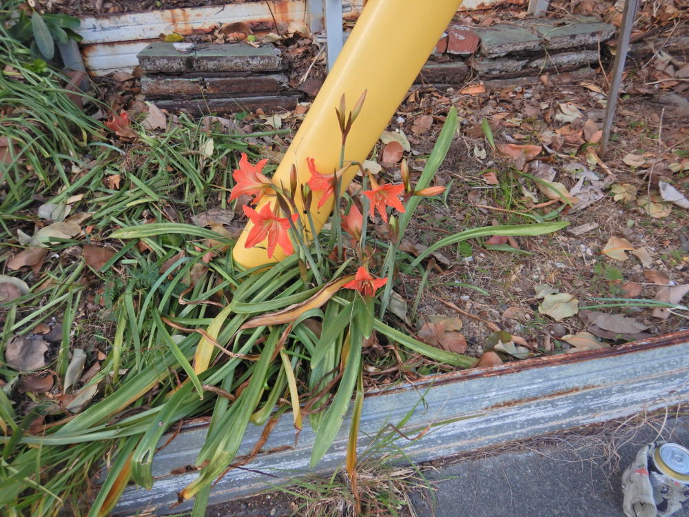 DSCN46721.jpg
