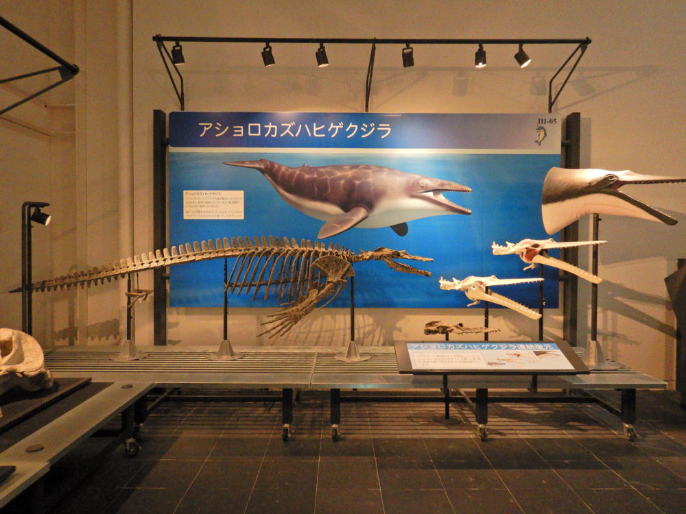足寄で見た鯨類・・足寄動物化石博物館（'24/5月訪問） | 小笠原マルベリー