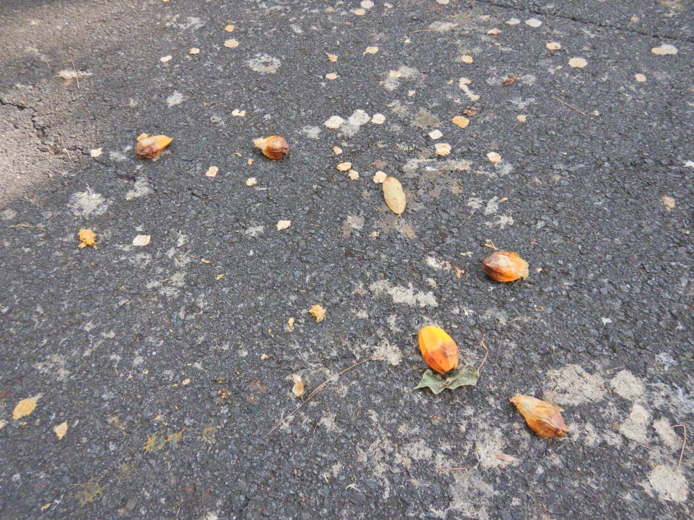 オガサワラオオコウモリがかじる熟したタコノキ果実果肉 | 小笠原